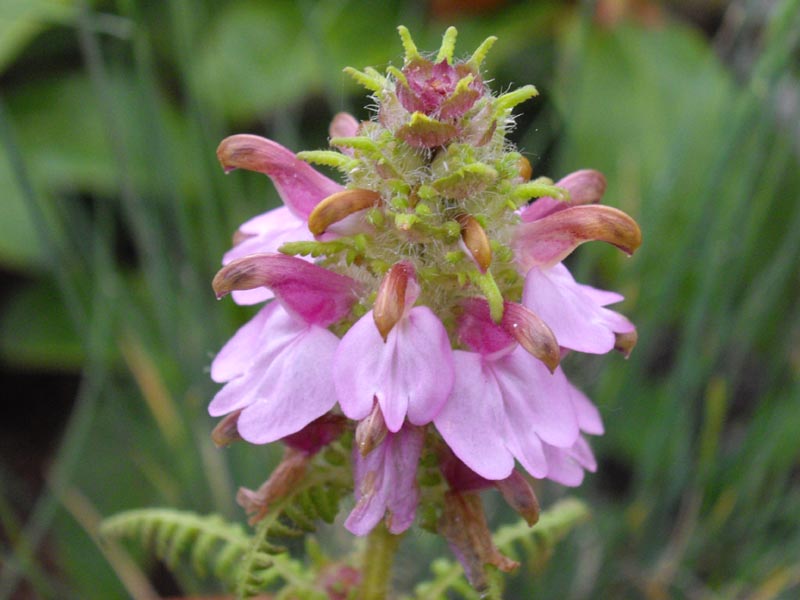 Pedicularis superba photo